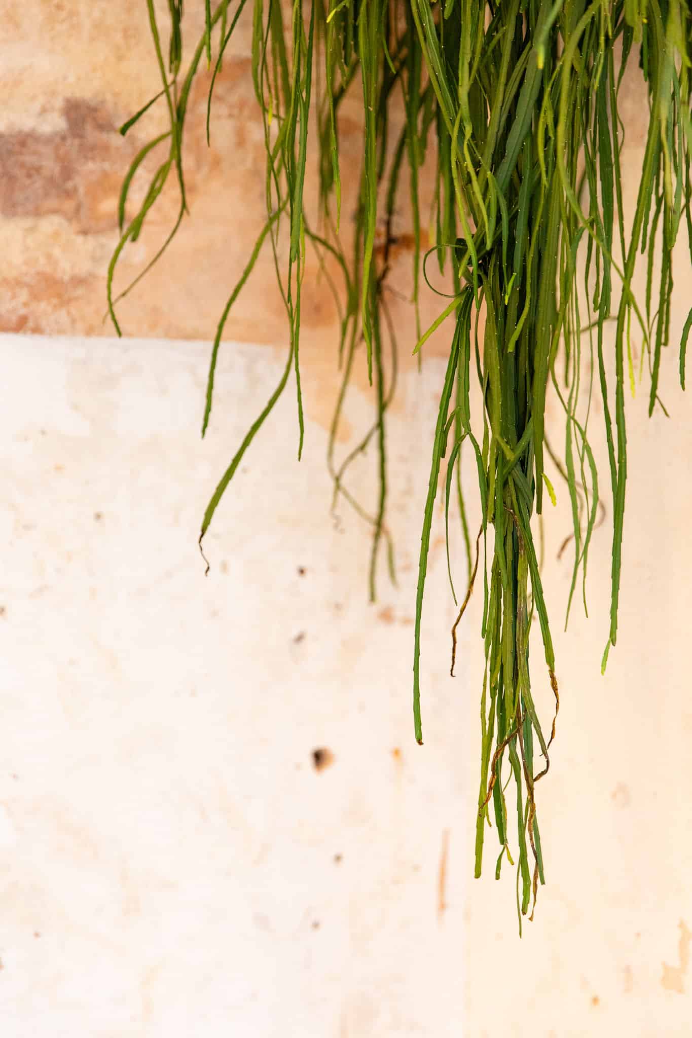 Hanging plant by Ellen Richardson